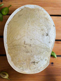 Skull Kapala #1