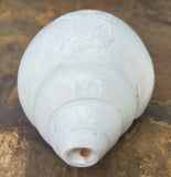 Large White Conch Shell