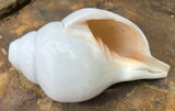 Large White Conch Shell