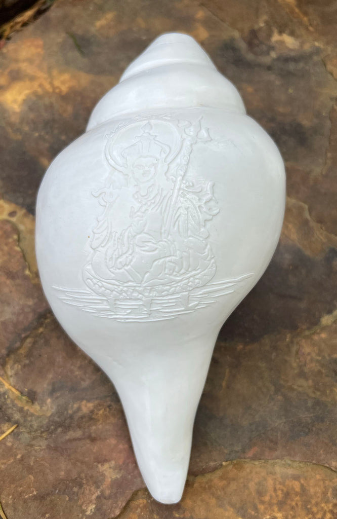 Large White Conch Shell