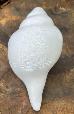 Large White Conch Shell