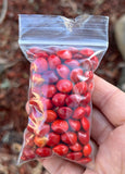 Red Lucky Seed # 17