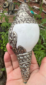 Ornate Small Conch