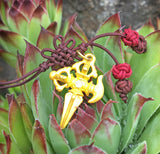 Colorful Vajra Charm #3