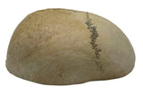 Kapala