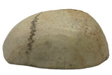 Kapala