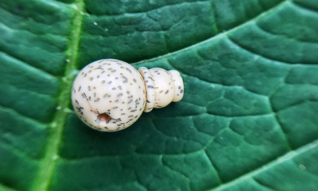 Lotus Seed Guru Bead #13