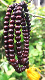 Rosewood Mala 8mm#17