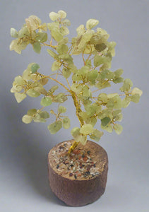 Jade Money Tree