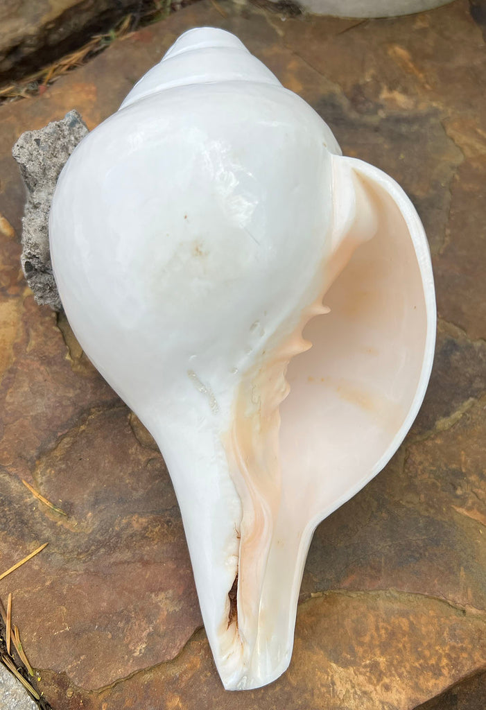 Cong Shell Horn Guru Conch Shell Horn is | Potala Gate