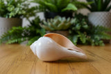 Conch Shell #7