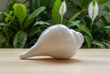 Conch Shell #7