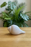 Conch Shell #7