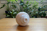 Conch Shell #7