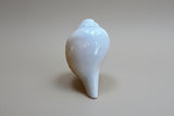 Buddhist Conch #8