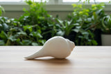 Elegant Conch Shell #5
