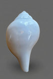 Conch Shell #7