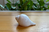 Conch Shell #7