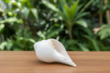 Elegant Conch Shell #5
