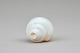 Elegant Conch Shell #5