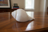 Large White Conch Shell horn #4
