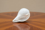 Large White Conch Shell horn #4