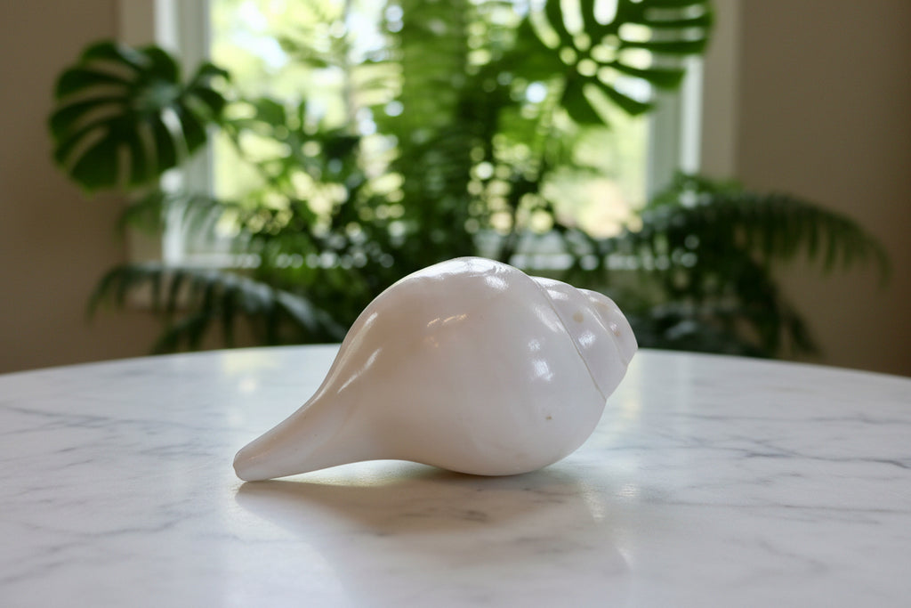 Buddhist Conch #8