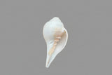 Elegant Conch Shell #5