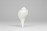 Elegant Conch Shell #5