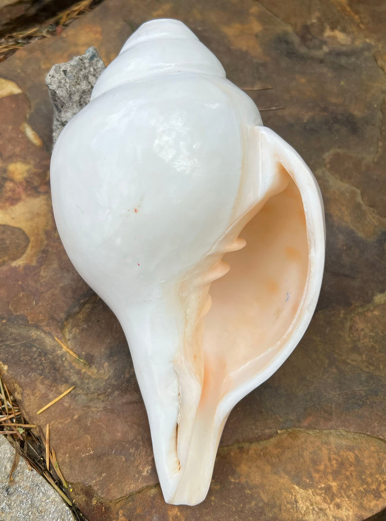 Large Open Conch Shell Large White Conch Shell | Potala Gate