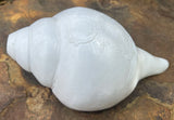 Large White Conch Shell