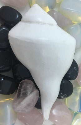 Right Coil Conch Lg#3