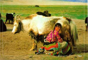 Tibetan Farm GIrl Post Card #10