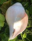 Conch Shell #7